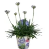 Agapanthus XL, In 24cm-pot