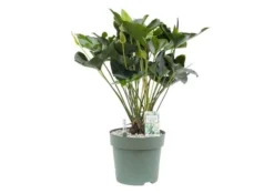 Anthurium Arrow, In 30cm-pot
