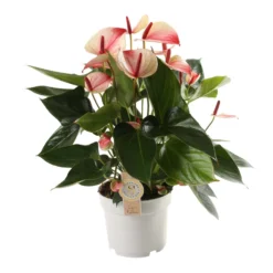 Anthurium Mistique, In 17cm-pot