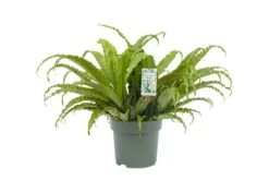 Asplenium Osaka, In 30cm-pot