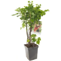 Bessenstruik Kwartet (Ribes Quatro-bes - Draagbeugel), In Pot