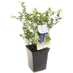 Blauwe Bessenstruik (Vaccinium Corymbosum Hortblue Petit), In Pot