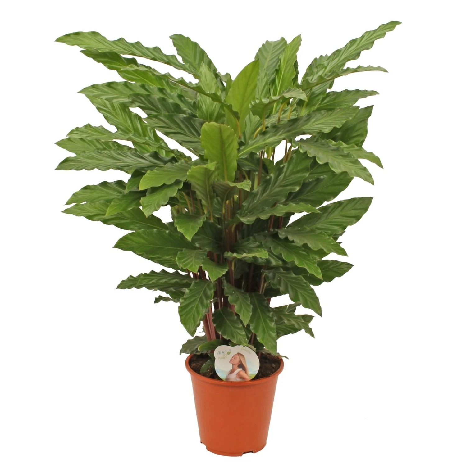 Calathea 'Miroscha', In 19cm-pot 1 Calathea 'Miroscha', In 19cm-pot