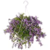 Campanula Addenda, In 27cm-hangpot