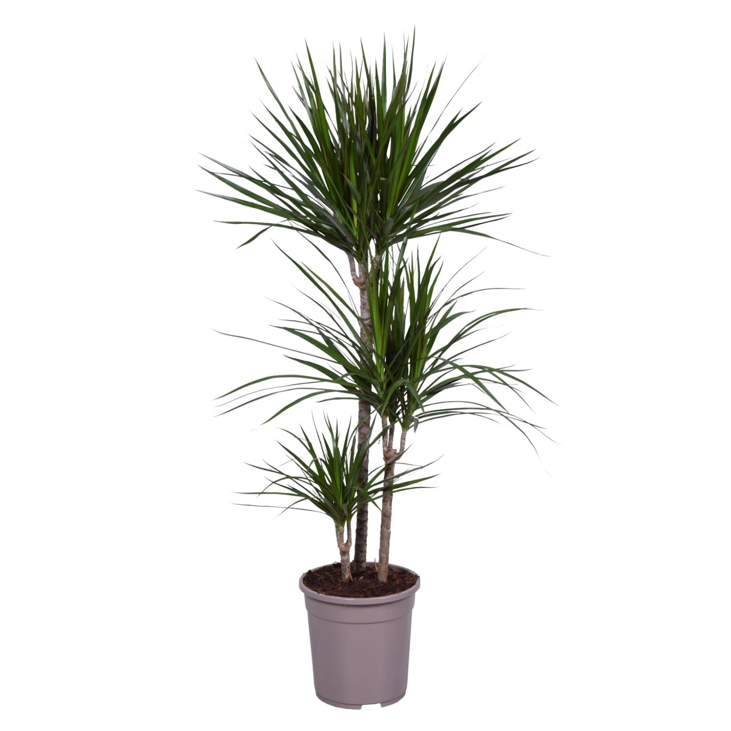 Dracaena Marginata, In 24cm-pot 130cm Hoog 1 Dracaena Marginata, In 24cm-pot 130cm Hoog