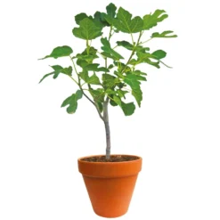 Ficus Carica 150-170 Hoog, In 27cm-pot