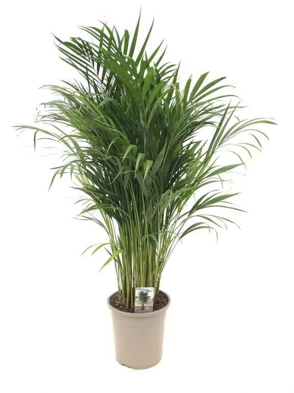 Goudpalm (Dypsis Lutescens), In 24cm-pot 120cm Hoog 1 Goudpalm (Dypsis Lutescens), In 24cm-pot 120cm Hoog
