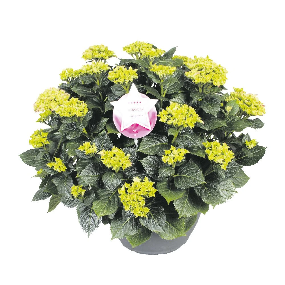 Hortensia XXL, In 29cm-schaal 1 Hortensia XXL, In 29cm-schaal