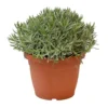 Lavendel, In 25cm-pot