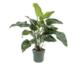 Philodendron Green Beauty, In 27cm-pot