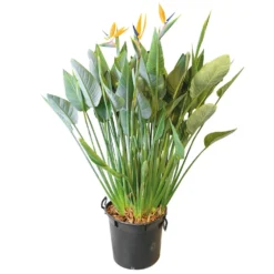 Strelitzia Reginae, In 40cm-pot 160cm Hoog