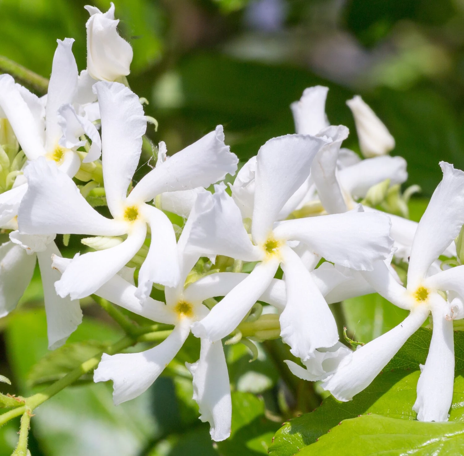 Toscaanse Jasmijn XL 95cm Hoog, In 17cm-pot 2 Toscaanse Jasmijn XL 95cm Hoog, In 17cm-pot - Afbeelding 2