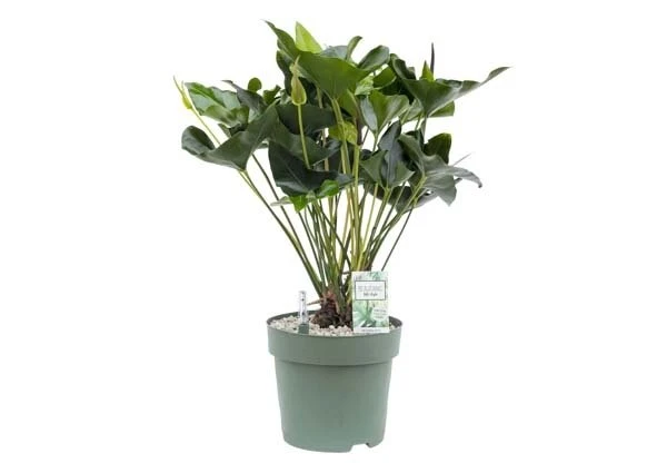 Gardena Verkoopwinkel -Gardena Verkoopwinkel anthurium arrow in 30cm pot 600x425 61fce46f39876 l