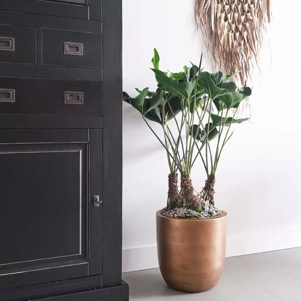 Gardena Verkoopwinkel -Gardena Verkoopwinkel anthurium arrow in 30cm pot 600x600 61fce46f58d3f l