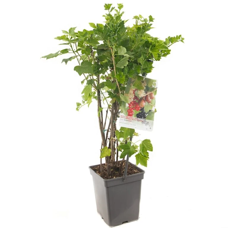 Gardena Verkoopwinkel -Gardena Verkoopwinkel bessen ribes quatro bes draagbeugel 1378x1378 623c768fd00a0 l 768x768 1