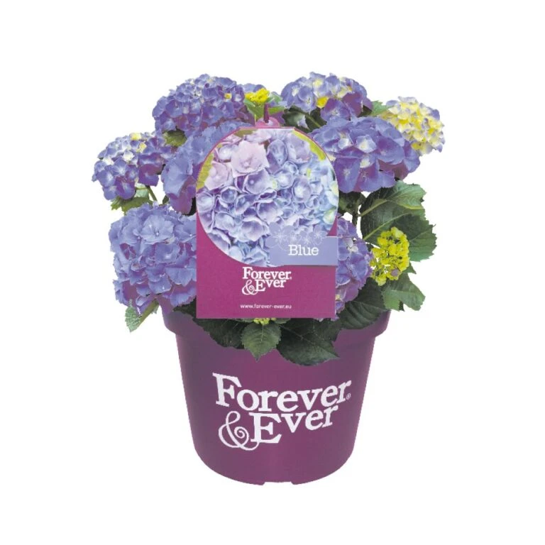 Gardena Verkoopwinkel -Gardena Verkoopwinkel hortensia forever ever in 23cm pot 1000x1000 6427f57c35193 l 768x768 1